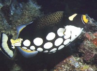 Balistoides conspicillum, Clown triggerfish: fisheries, aquarium