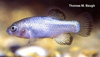 Cyprinodon diabolis, Devils Hole pupfish: