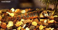 Etheostoma exile, Iowa darter: