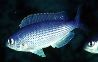 Teixeirichthys jordani, Jordan's damsel: