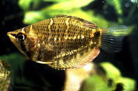 Sphaerichthys osphromenoides, Chocolate gourami: aquarium