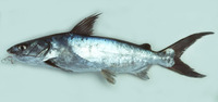 Netuma bilineata, Bronze catfish: fisheries