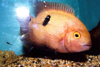 Hypselecara temporalis, Emerald cichlid: fisheries, aquarium