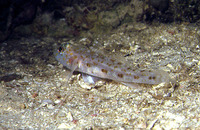 Thorogobius macrolepis, Large-scaled goby: