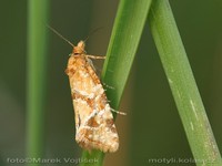Aethes hartmanniana