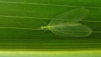 Chrysoperla carnea - Common Green Lacewing