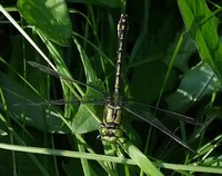 Ophiogomphus cecilia - Green Club-tailed Dragonfly