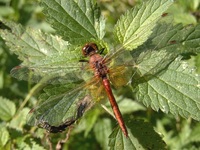 Sympetrum flaveolum - Yellow-winged Darter