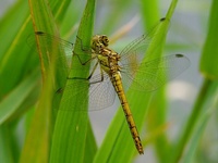 Sympetrum striolatum