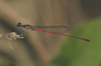 Neoneura esthera