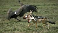 Image of: Canis mesomelas (black-backed jackal)