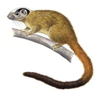 Image of: Isothrix bistriata (yellow-crowned brush-tailed rat)