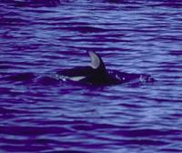 Image of: Lagenorhynchus obliquidens (Pacific white-sided dolphin)