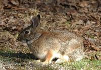 Image of: Sylvilagus floridanus (eastern cottontail)