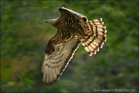 Pernis apivorus - Honey Buzzard