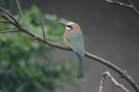 Merops bullockoides - White-fronted Bee-eater