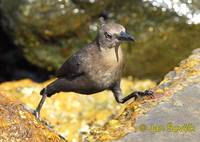 Quiscalus lugubris - Carib Grackle