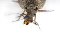 Image of: Chauliodes pectinicornis