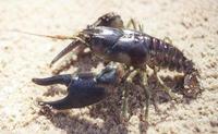 Image of: Orconectes rusticus (rusty crayfish)