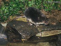 Neomys fodiens - Eurasian Water Shrew