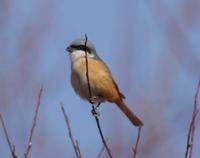 Image of: Lanius tephronotus (grey-backed shrike)