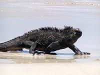 Image of: Amblyrhynchus cristatus (marine iguana)