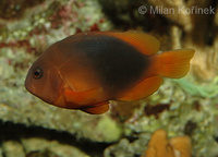 Amphiprion ephippium - Red Saddleback Anemonefish