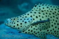 Chromileptes altivelis - Baramundi Cod