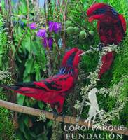 Blue-streaked Lory - Eos reticulata