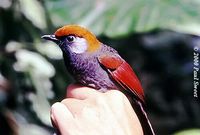 Red-tailed Laughingthrush - Garrulax milnei