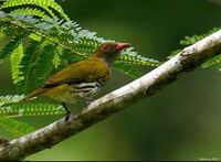 Philippine Oriole - Oriolus steerii