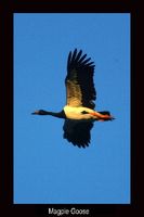 Magpie Goose