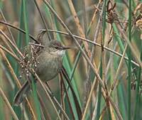 Madagascar Swamp-Warbler (Acrocephalus newtoni) photo