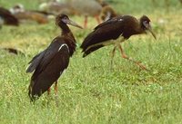 Abdim's Stork - Ciconia abdimii