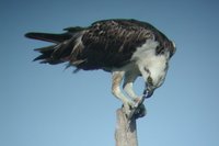 Osprey - Pandion haliaetus