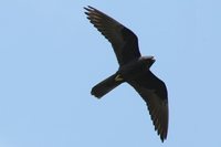 Eleonora's Falcon - Falco eleonorae