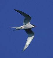 Arctic Tern (Sterna paradisaea) photo