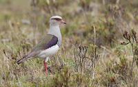 Andean Lapwing (Vanellus resplendens) photo