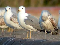 Armenian Gull - Larus armenicus