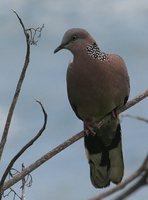 Spotted Dove - Streptopelia chinensis
