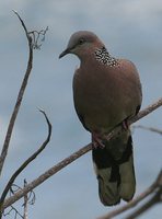 Spotted Dove - Streptopelia chinensis