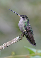 Magnificent Hummingbird - Eugenes fulgens