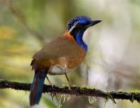 Pitta-like Ground-Roller - Atelornis pittoides