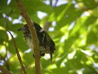 Black-spotted Barbet - Capito niger