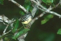 Pygmy Antwren - Myrmotherula brachyura