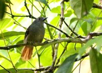 Rufous-tailed Antwren - Myrmotherula erythrura