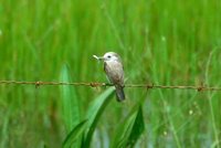 White-headed Marsh-Tyrant - Arundinicola leucocephala