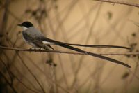 Fork-tailed Flycatcher - Tyrannus savana