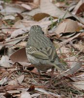 Olive-backed Pipit - Anthus hodgsoni