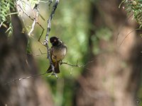 Black-fronted Bulbul - Pycnonotus nigricans